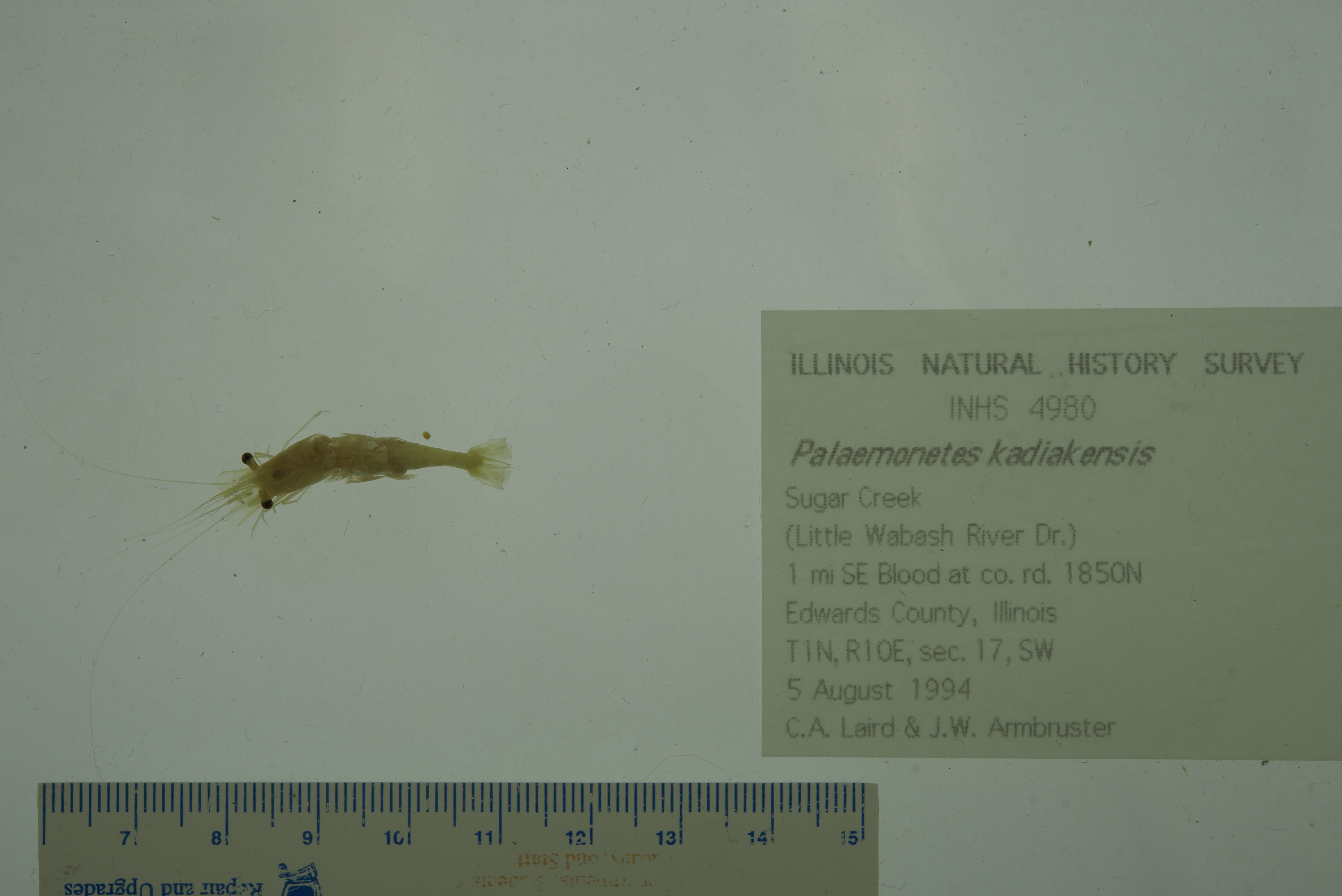 Palaemonetes kadiakensis thumbnail